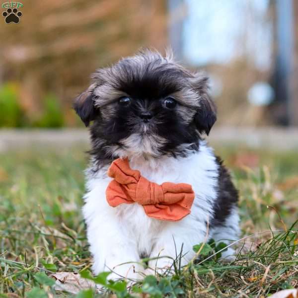 Oliver, Shih Tzu Puppy